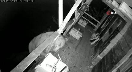 Tırmandığı balkonda kovanlardaki balı yiyen ayı kameralara yakalandı