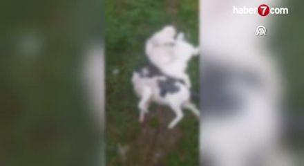 Eskişehir'de boş arazide 8 kedi ölüsü bulundu