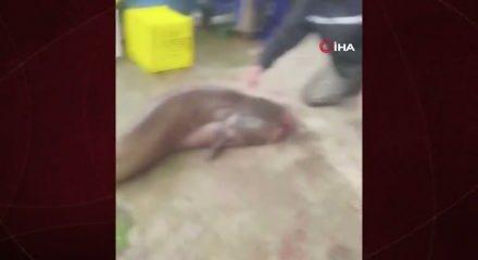 Yakalanan 65 kiloluk dev balık, görenleri şaşkına çevirdi