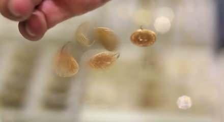 Yozgat'ta keşfedilen altının değeri 4 milyar dolar