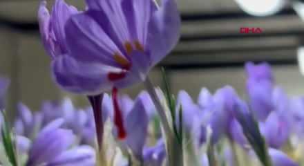 50 metrekarelik odada gramı 700 TL'lik servet üretiyor