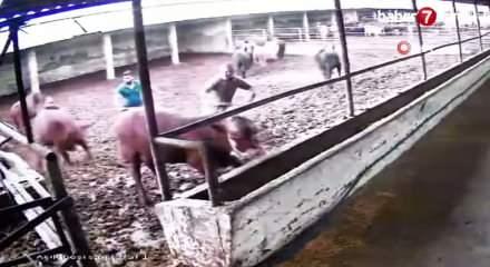 Amasya’da üzerine boğa zıplayan besici kendisini yerde buldu