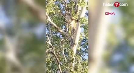 Anadolu parsı, Tunceli kırsalında görüntülendi