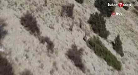 Avladığına bin pişman oldu!