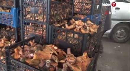 Bursa'da kanlıca mantarının fiyatı 300 liradan 100 liraya geriledi