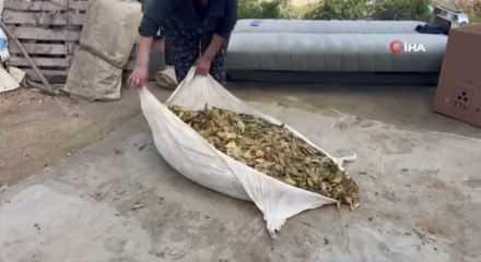 Hasadı tamamlanan tütünler satış için hazırlanıyor