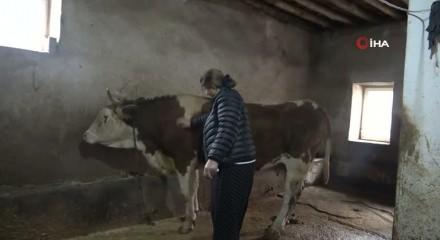 Hem besici hem muhtar! 8 erkek adayı geride bıraktı