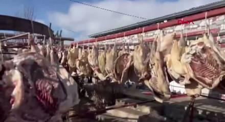 Kars'ta ipe dizilen 900 kazı gören dönüp bir daha baktı