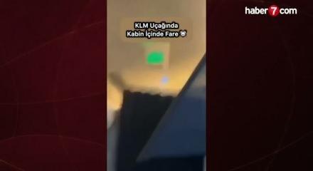 Uçaktaki fare paniğe neden oldu!