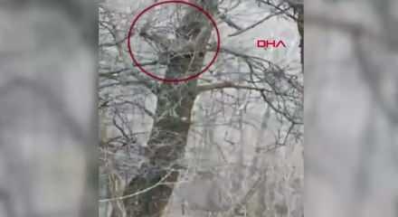 Sivas'ta görüntülendi: Avlamanın cezası 840 bin TL