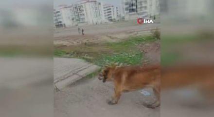 Diyarbakır'da k&ouml;pek dehşeti! 2 kişi yaralandı