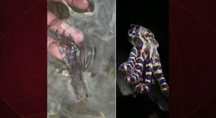 D&uuml;nyanın zehirli hayvanını fark etmeden eline aldı