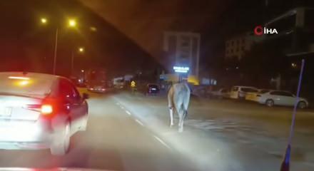 Firari anguslar uyuşturucu iğneyle tek tek avlandı