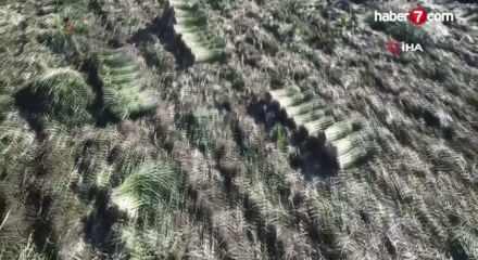 Hasat başladı: Ge&ccedil;en yıl tarlada 30 liraydı, bu yıl 22 lira