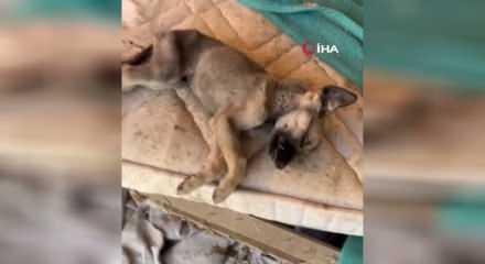 Hayvan sevgisini istismar etti, k&ouml;pekler a&ccedil;ıktan birbirini yedi!