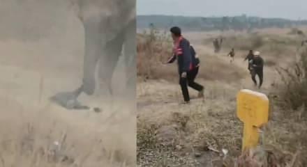 Hindistan&rsquo;da fil s&uuml;r&uuml;s&uuml;nden korkun&ccedil; saldırı: 4 &ouml;l&uuml;, &ccedil;ok sayıda yaralı var