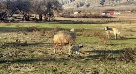 Kuzusunu korumak isteyen anne koyunun k&ouml;peklere kafa tuttuğu herkesi duygulandırdı