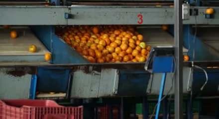 Mandalina ihracatında rekor geldi