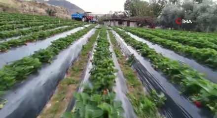 Mersin'de &ccedil;ilekte kış hasadı: Bah&ccedil;ede kilogramı 130 TL