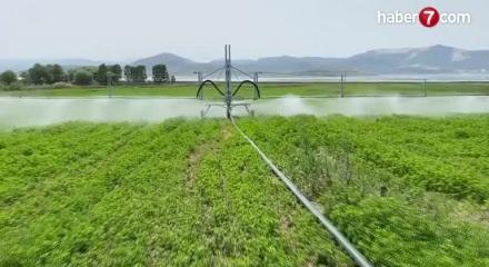 Mezra ziraat 2025 yılında 22 bin 500 dekara ulaştı!