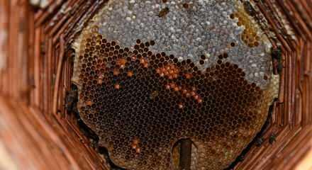 Misafir odasını bal arılarına ayırdı