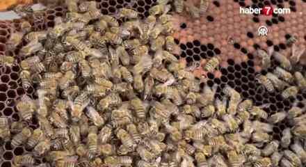 Muğla'da gen&ccedil; kız baba mesleği arıcılığı gelecek nesillere taşımayı hedefliyor