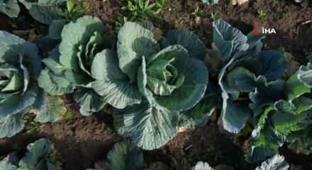 Sakarya'da beyaz lahana hasadı başladı: Market fiyatı tarla fiyatının dört katı