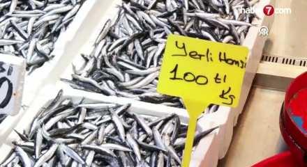 Trabzon'da hamsi ve istavrit 100 liradan satılıyor