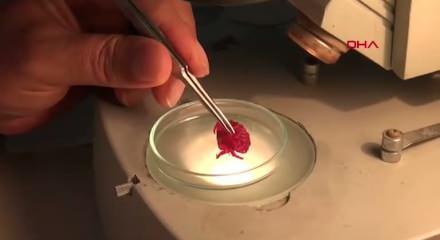 T&uuml;rkiye'de ilk kez Tropik k&ouml;kenli bir yenge&ccedil; g&ouml;r&uuml;ld&uuml;