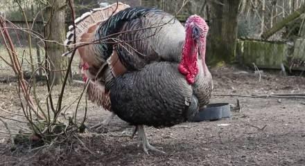 T&uuml;rkiye&rsquo;de kişi başı hindi eti t&uuml;ketimi Avrupa&rsquo;nın 10&rsquo;da biri