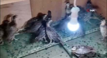 Amasya'da s&uuml;l&uuml;n eti yeniden sofralara d&ouml;n&uuml;yor