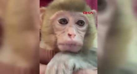 'Amazon ormanları' değil Elazığ: Minik maymun T&uuml;rkiye'de koruma altına alındı