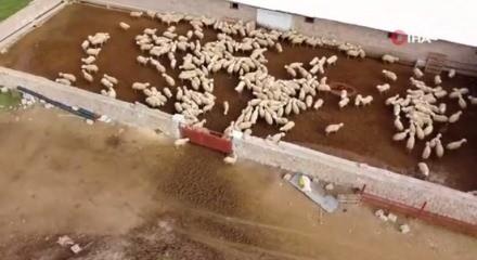 Babasıyla tartıştı, vadeli koyun alarak kendi s&uuml;r&uuml;s&uuml;ne sahip oldu