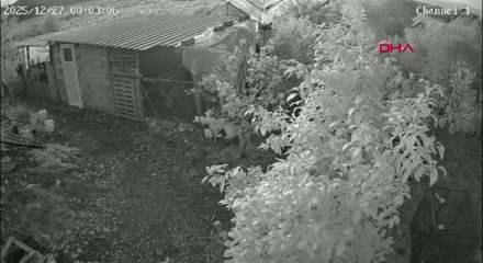 Başıboş sokak k&ouml;pekleri k&uuml;mese girerek 30 tavuğu telef etti