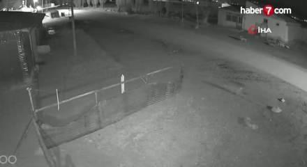 Bayburt'ta k&ouml;ye inen 5 kurt, k&ouml;peği tuzağa &ccedil;ekti! O anlar kamerada