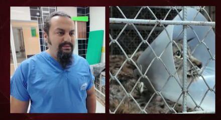 Burdur'da k&ouml;pek saldırısında yaralanan vaşak tedavi edildi