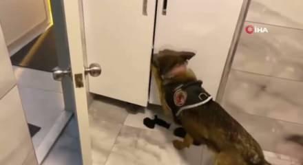 İzmir'de torbacı operasyonu: &Ccedil;ok sayıda tutuklama