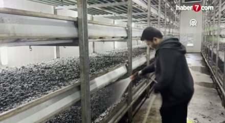 Memurluğu bıraktı k&ouml;y&uuml;ne d&ouml;nd&uuml;: Devlet desteğiyle hayatı değişti