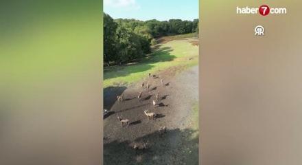 Nesli tehlike altındaki kızıl geyikler İstanbul'da koruma altında &ccedil;oğaltılıyor