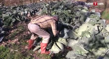 Osmaniye'de hobi olarak başladığı lahana yetiştiriciliği gelir kapısı oldu