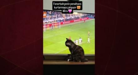  Gol&uuml; yemek istemeyen kedi ekranı tırmaladı! Derbinin en renkli anı...