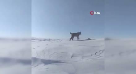 Bing&ouml;l karlıova&rsquo;da nesli tehlike altındaki vaşak g&ouml;r&uuml;nt&uuml;lendi