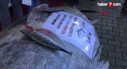 D&uuml;zce'de 353 kiloluk orkinos yakalandı