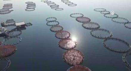 Fırat&rsquo;ta başlayan başarı hik&acirc;yesi: T&uuml;rk somonuyla 5 milyon dolarlık ihracat