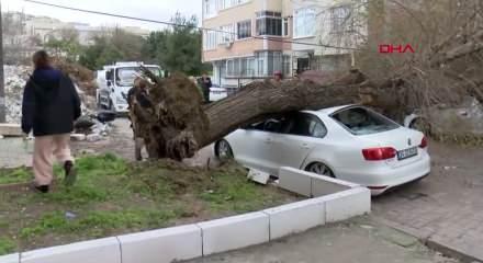 İstanbul&rsquo;da şiddetli r&uuml;zgar ağa&ccedil; devirdi: 4 ara&ccedil; zarar g&ouml;rd&uuml;