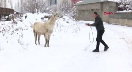Muş'ta kışın &ouml;l&uuml;me terk edilen canlara sahip &ccedil;ıkıyor