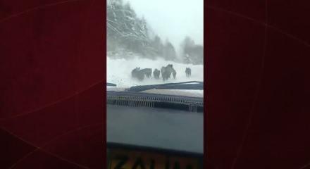 Sinop'ta bir kişi elleriyle domuz yakaladı