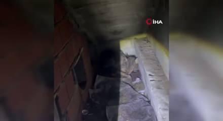 Zonguldak'ta soğuk havadan bitkin d&uuml;şen kurt k&ouml;pek kul&uuml;besine sığındı