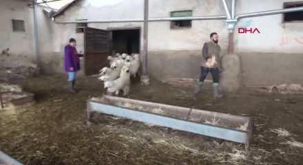 82 yaşındaki Celal dede başlattı! Torunu İngiltere'den koşup geldi!