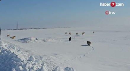 Adilcevaz'da kuduz vakası tespit edilen k&ouml;y, karantinaya alındı